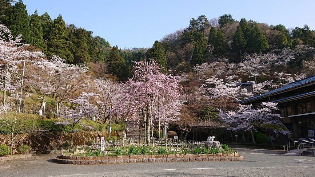 花筐公園のさくら